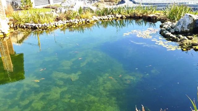 закрытие Старочеркасского водоема! смотреть онлайн