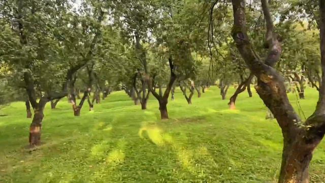 Музей-заповедник Коломенское Москва смотреть онлайн
