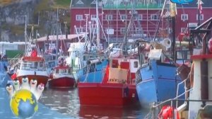 Ози Бу! Защити планету - Животные и как нам их защитить - Дельфины