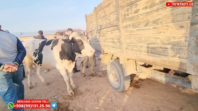 14 мая 2023 г. ТУРТКУЛЬ МОЛ БОЗОРИ смотреть онлайн