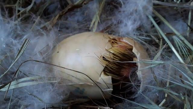 Редкие Кадры .Как появляются Утята. _ Индоутка . Мускусная утка. Птенец. смотреть онлайн