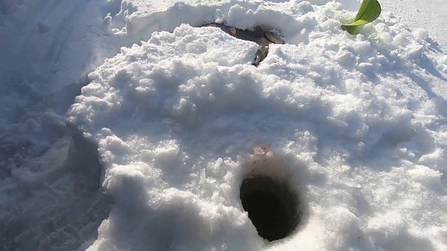 Это я удачно один съездил на рыбалку #ОтдыхКарелия #РыболовныйГид #РадужнаяФорель #ТрофейныйХариус смотреть онлайн