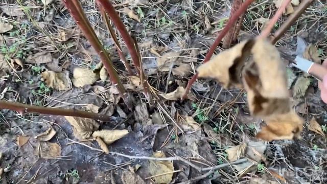 Весенняя обрезка ежевики.? смотреть онлайн