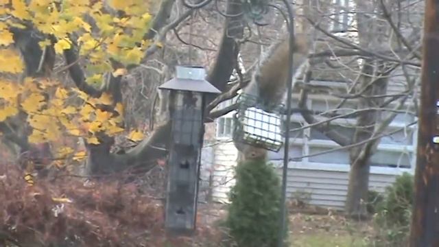 funny squirrel ))) смотреть онлайн