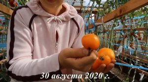 сортовой томат ОРАНЖЕВОЕ СЕРДЦЕ обзор