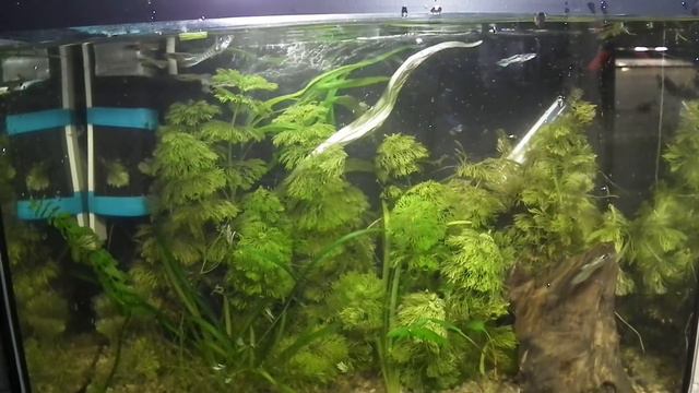 Жизнь аквариума №1. Четвёртая серия. смотреть онлайн