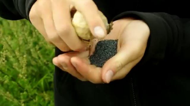 MAK смотреть онлайн