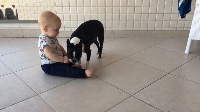 Бостон терьер и малыш