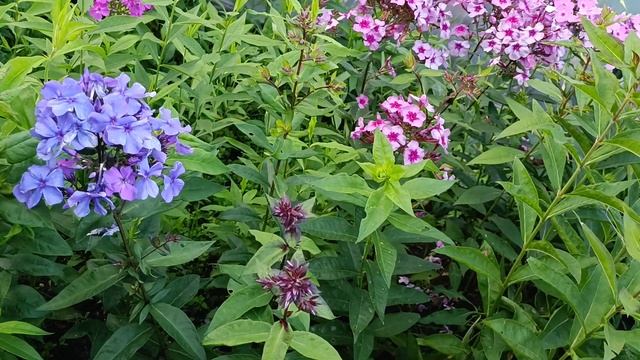 ???Шавлія від бабусі !#флокси квітують#нів'яник# смотреть онлайн