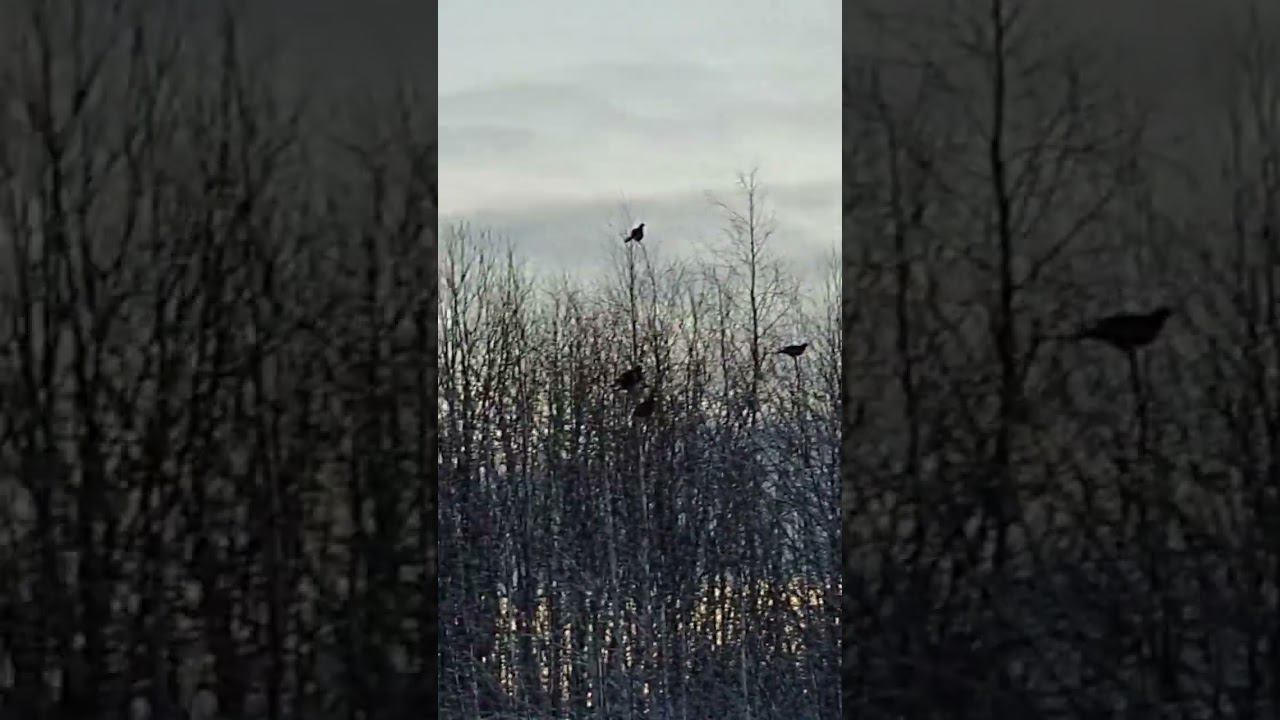 Тетерева на зорьке @VentVitalii смотреть онлайн
