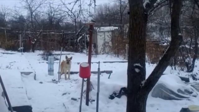 «Я боюсь вас!» Испуганный щенок забился в угол вольера и никого к себе не подпускал смотреть онлайн