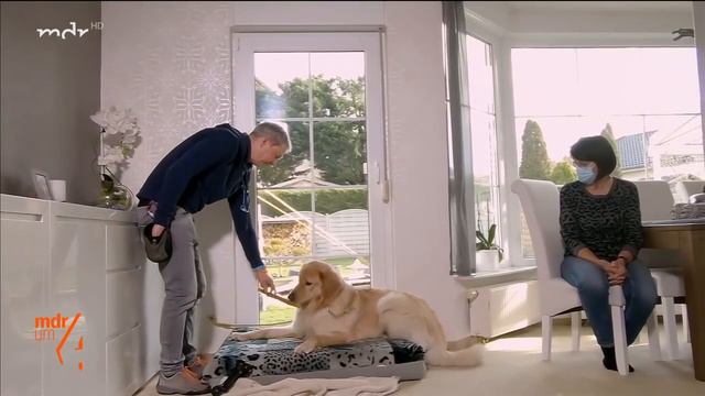 Fiffi & Co. unterwegs: Hovawart Lando greift Frauchen an | MDR um 4 | MDR смотреть онлайн