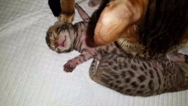 Милые Новорожденные бенгальские котята / Newborn Bengal kittens смотреть онлайн