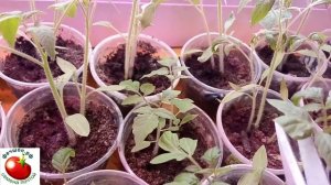 Варварский способ для рассады помидор