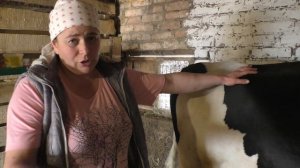 Признаки скорого отёла у коровы //Я люблю свою деревню//