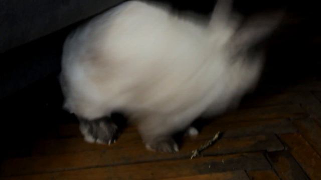 Что я купила в зоомагазине? | Замена веточек для заточки зубов