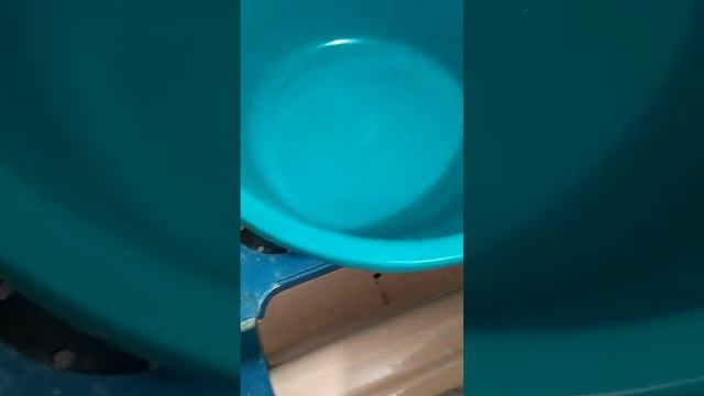 готовлю тераріум для маленьких равликів 🐌 #Домашній_зоопаркЯсі смотреть онлайн