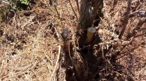 Как истребить поросль акации Часть 3 Дедовский метод. На участке своими руками Ураган или Раундап