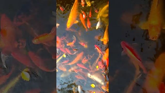 Карпы Кои в пруду парка "Лога", Ростовская область... смотреть онлайн