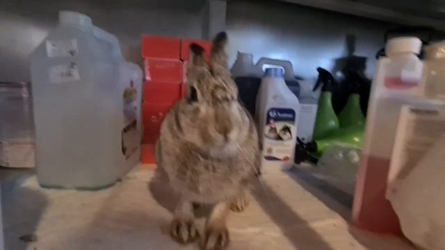 Angry hare. Мася - становись доброй! Кому сказано!? смотреть онлайн