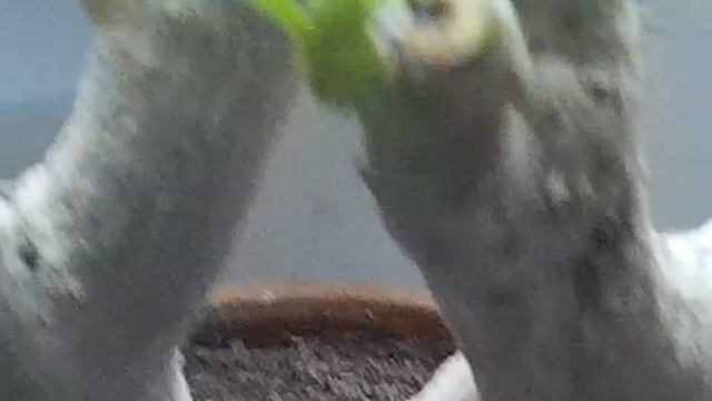 Адениум! Обрезка! Что оставить, а что удалить! смотреть онлайн