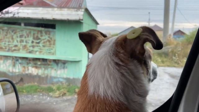 Чёрный пёс нашёл дом. смотреть онлайн