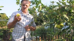 Обзор сортов яблони  1 Папироянтарное