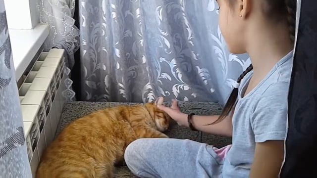 Усатый-полосатый смотреть онлайн