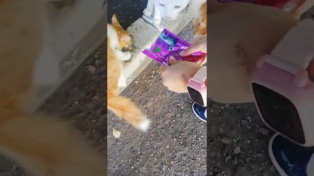 #кормим бездомных кошек?? 2 часть смотреть онлайн