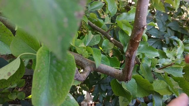 Летняя прививка груши почкой (окулировка), особенности и нюансы. смотреть онлайн