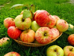 Кальвадос из летних яблок.Яблочный самогон . Рецепт от А до Я..