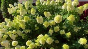 ГОРТЕНЗИЯ ЛАЙМЛАЙТ, УХОД ПОЛИВ, ПОДКОРМКИ, ОБРЕЗКА!