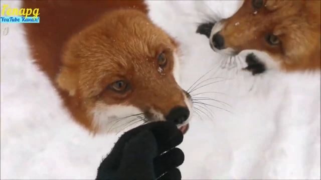 Жизнь лисьего прайда! смотреть онлайн