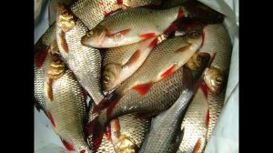 Рыбалка в Калининградской области  ч 2