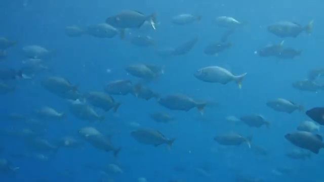 Scuba Diving in Camiguin, the Philippines смотреть онлайн