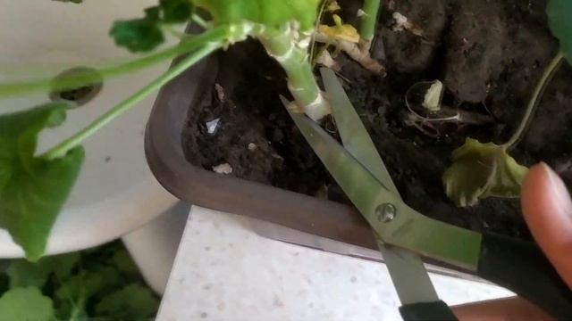 Весенняя обрезка пеларгонии. Герань. смотреть онлайн