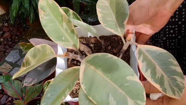 PAANO PAGANDAHIN AT PARAMIHIN ANG RUBY RUBBER PLANT (PART 1) смотреть онлайн
