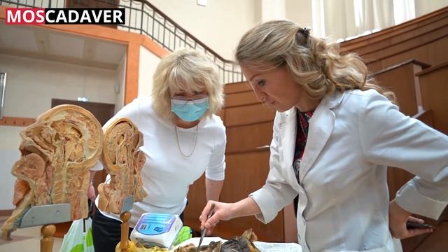 Кадавер курс по стоматологии