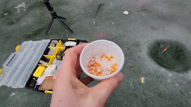 Южная Корея. Поймал 11 форелей, клевало очень хорошо, адреналин просто зашкаливал.#рыбалка #fishin смотреть онлайн