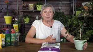 Мурайя в домашних условиях ? Самое полезное растение для здоровья