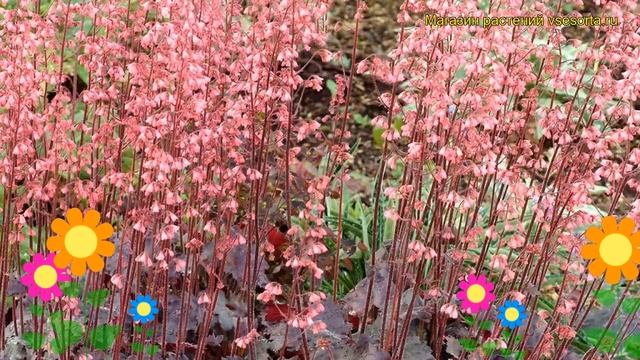 Гейхера Весувюс. Краткий обзор, описание характеристик, где купить рассада Heuchera Vesuvius