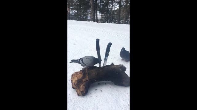 ЗЗОСС. Тест-драйв: проверяем ножи в лесу смотреть онлайн