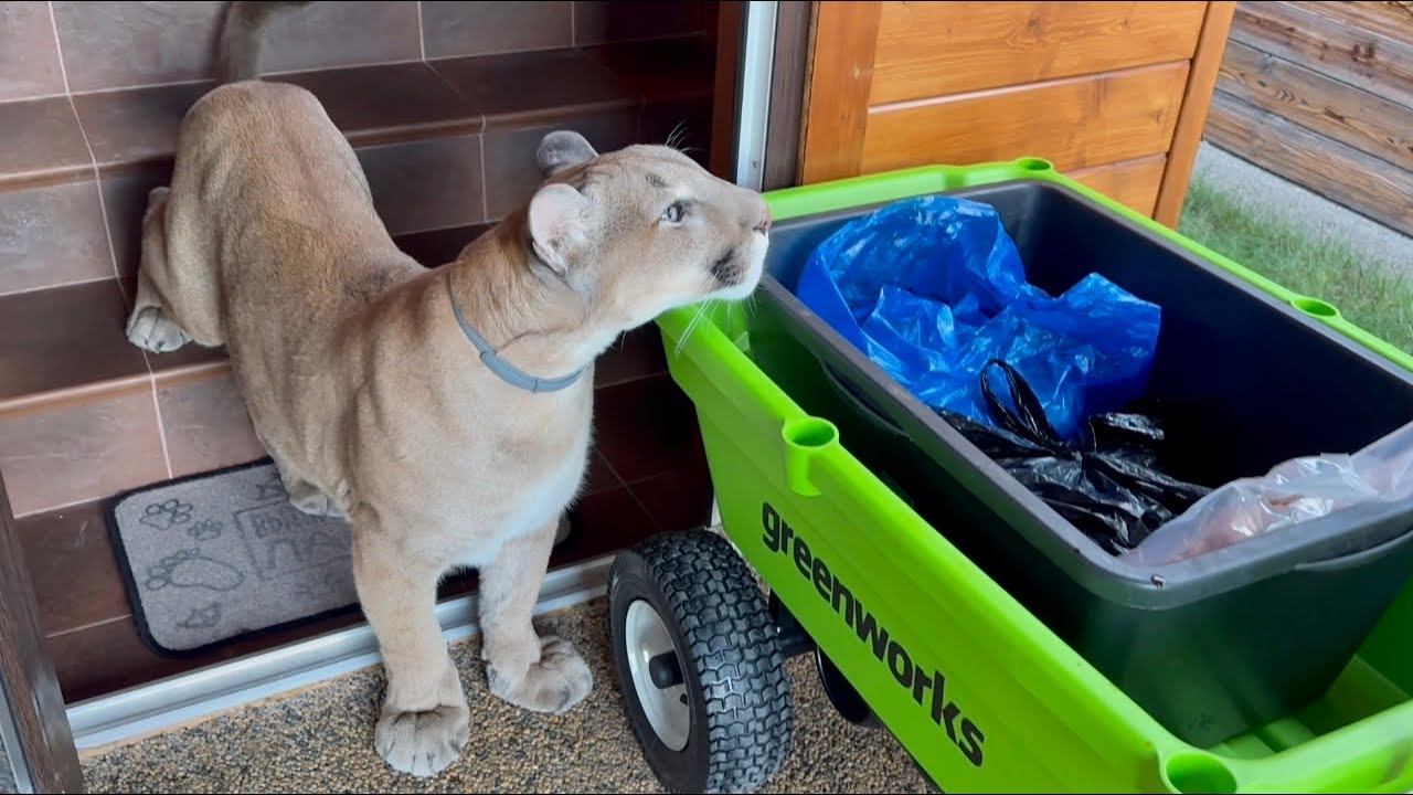 Пума Месси на грани срыва! Бесподобный запах еды сводит с ума смотреть онлайн