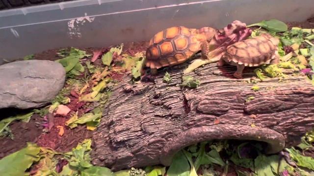 It’s a beautiful Morning at TortoiseLand! ?❤️ смотреть онлайн