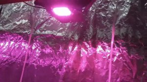 Выращивание огурцов на гидропонике в минеральной вате.