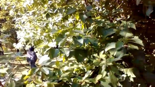 СКВОРЕЦ ОБЫКНОВЕННЫЙ, 4 августа 2021, Санкт - Петербург смотреть онлайн