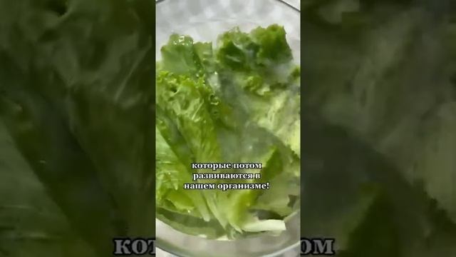 Как правильно мыть зелень смотреть онлайн