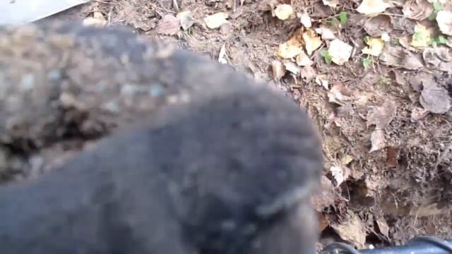 кошелек в лесу смотреть онлайн