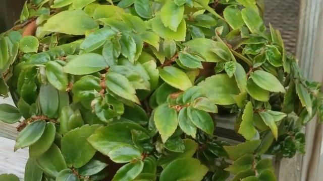 BEGONIA FOLIOSA 'CASCADE' PLANT смотреть онлайн