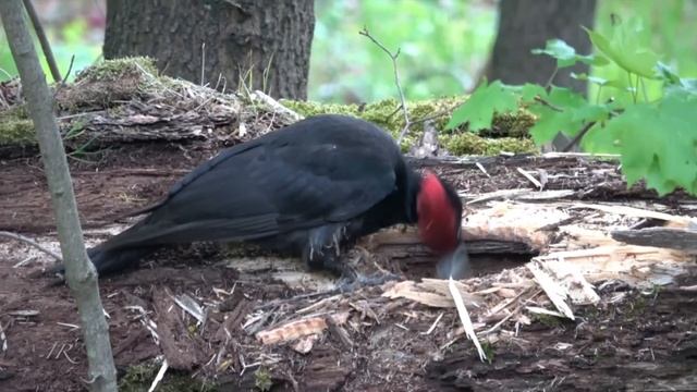 Дятлы, 10 видов дятловых в одном видео и примеры их голосов смотреть онлайн